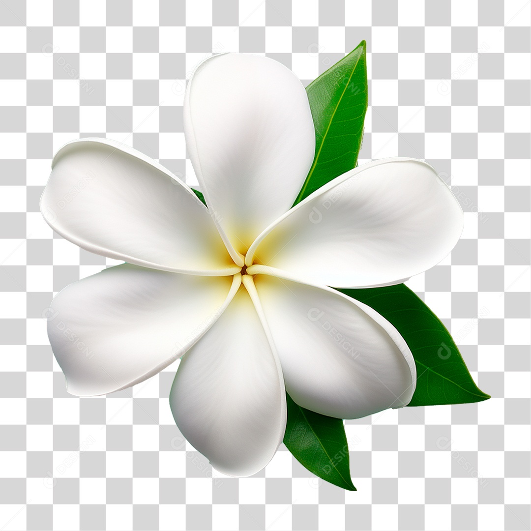 Flor Branca PNG Transparente