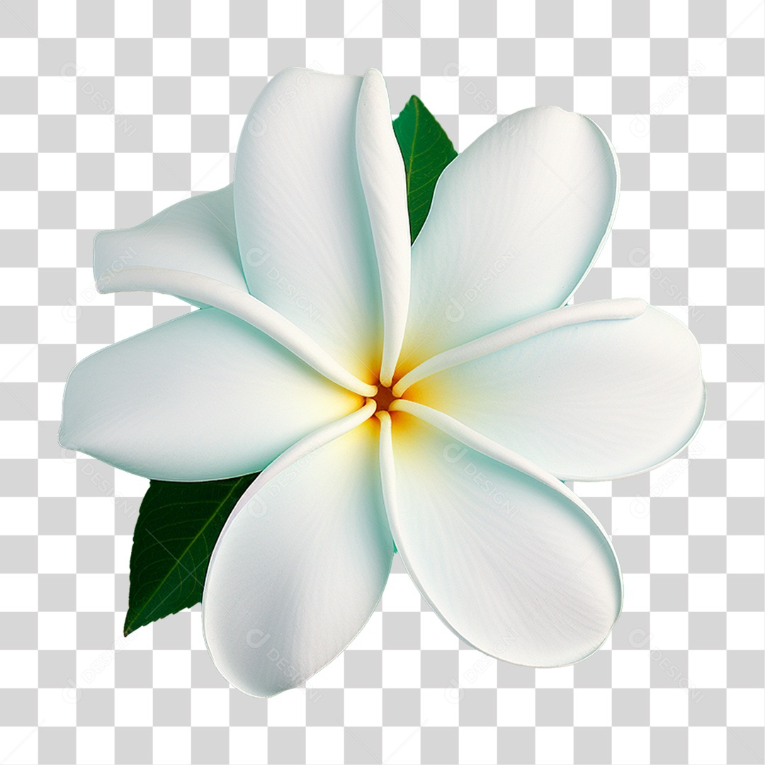 Flor de Jasmim PNG Transparente