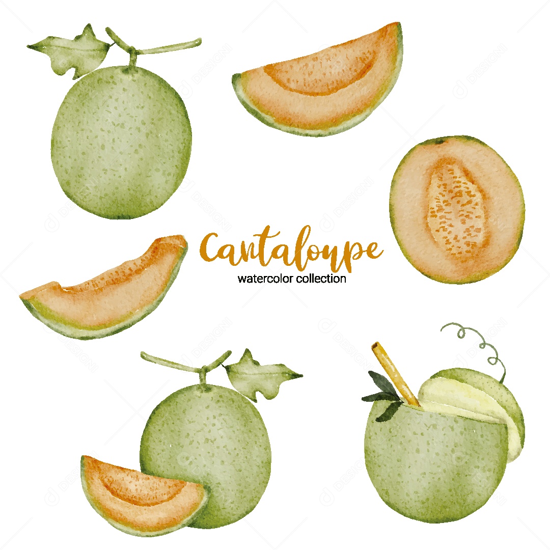 Conjunto de Melão em Aquarela Vetor EPS