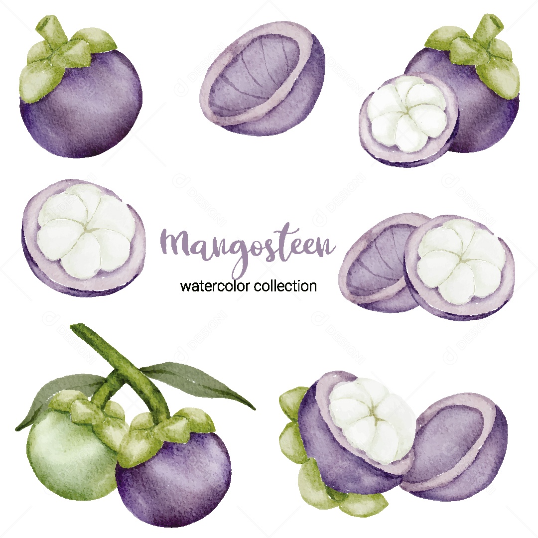 Conjunto de Mangostão em Aquarela Vetor EPS