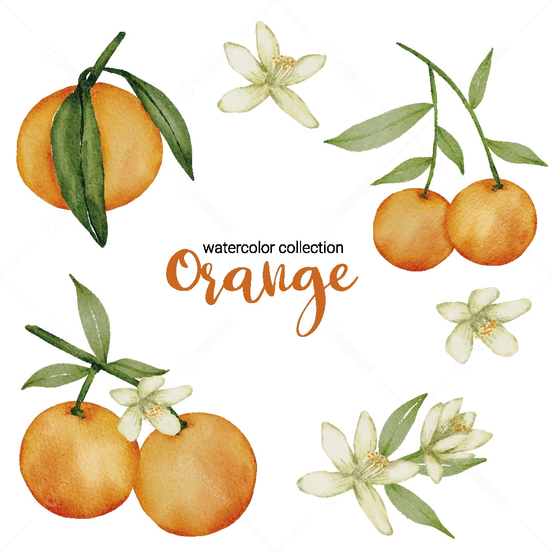 Conjunto de Laranja em Aquarela Vetor EPS