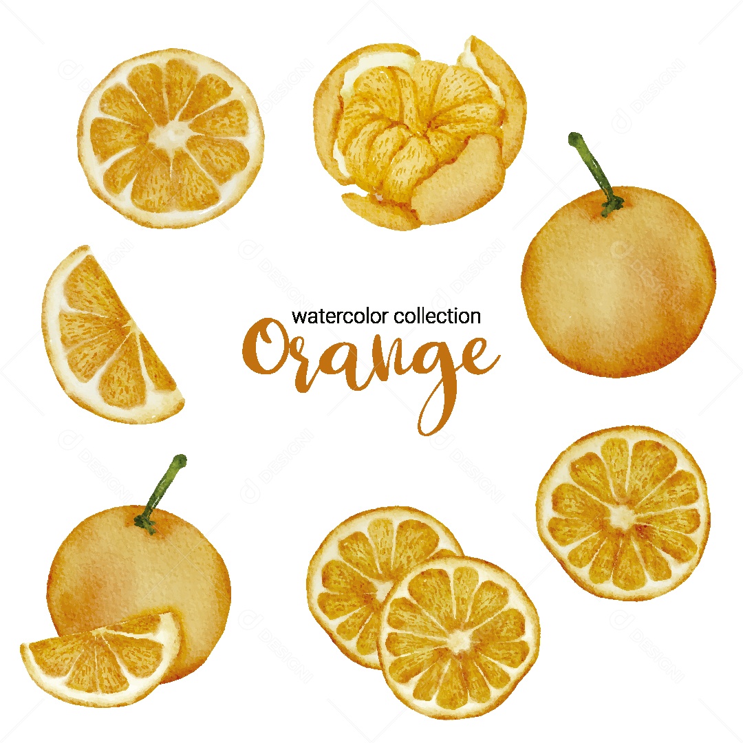 Conjunto de Laranja em Aquarela Vetor EPS