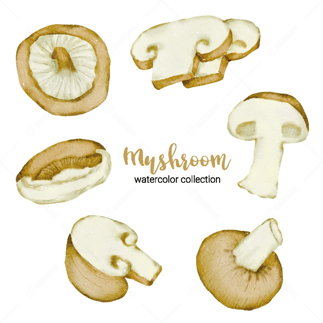Conjunto de Cogumelo em Aquarela Vetor EPS