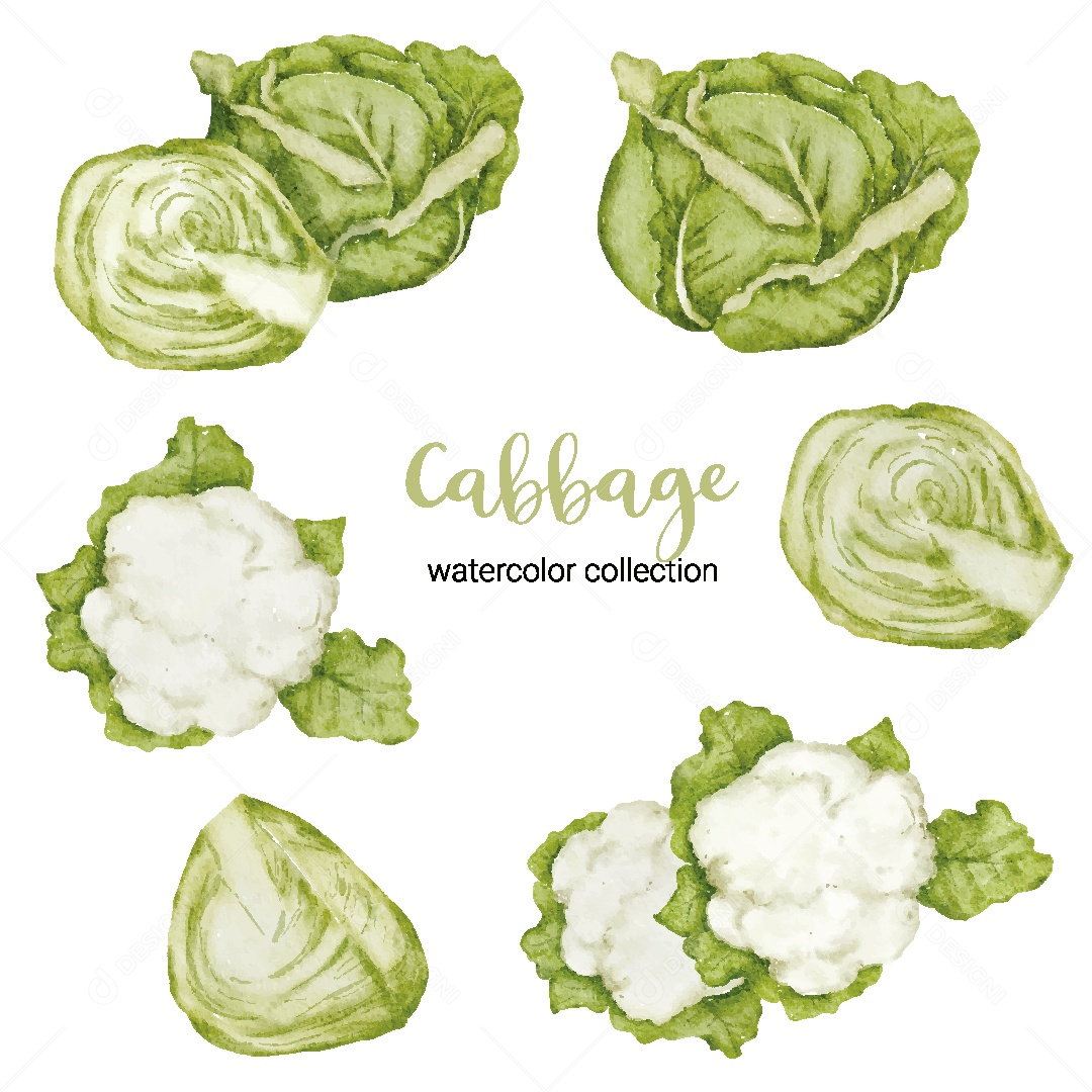 Conjunto de Repolho em Aquarela Vetor EPS