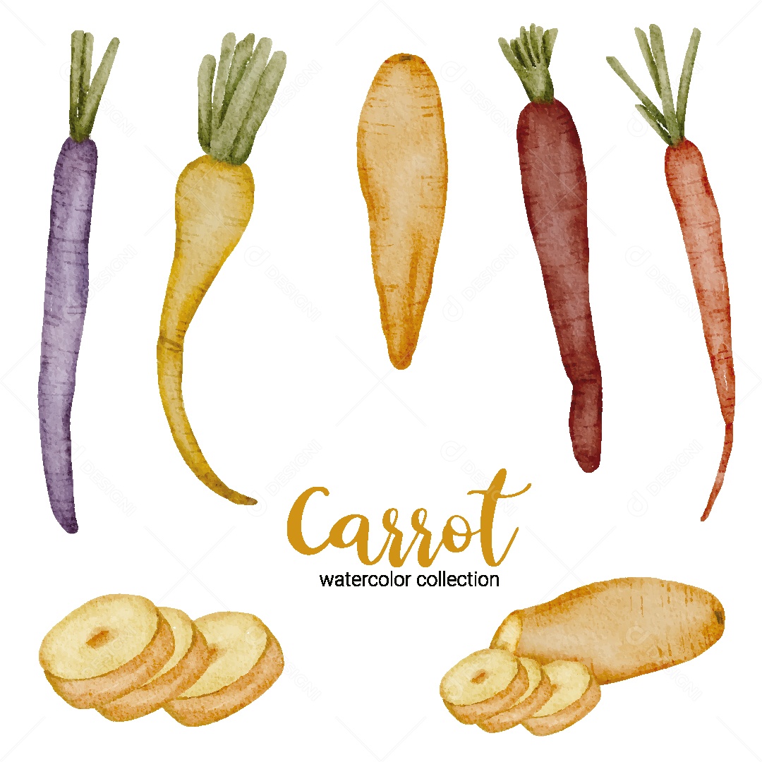 Conjunto de Cenoura em Aquarela Vetor EPS