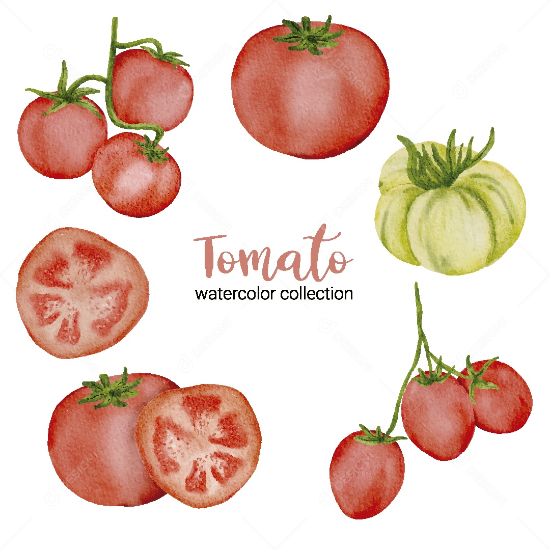 Conjunto de Tomate em Aquarela Vetor EPS