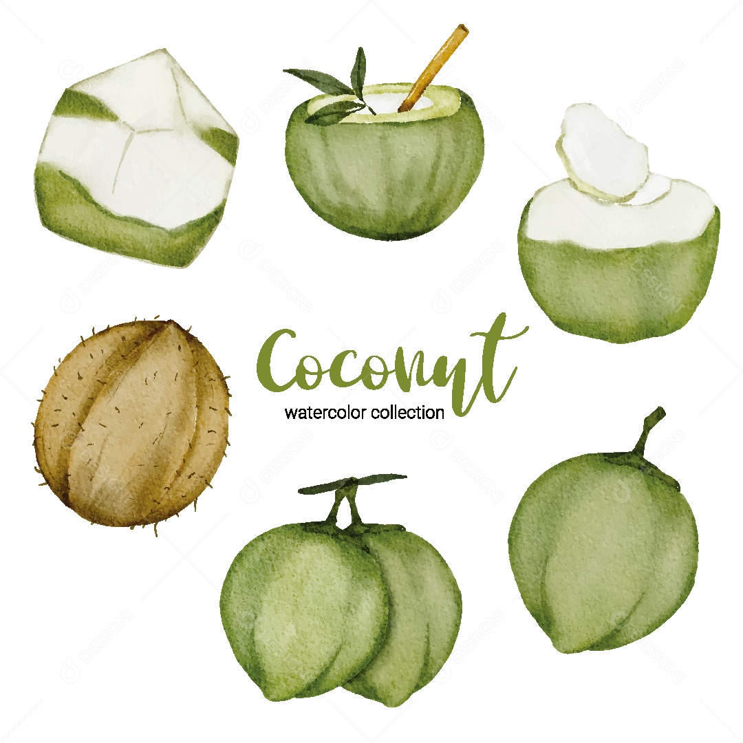 Coleção de Água de Coco em Aquarela Ilustração Vetor EPS