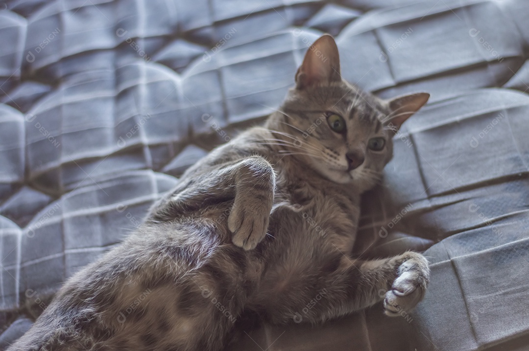 Gato cinzento dormindo com um ursinho de pelúcia, gato cansado deitado em uma cama, conceito de animal de estimação.