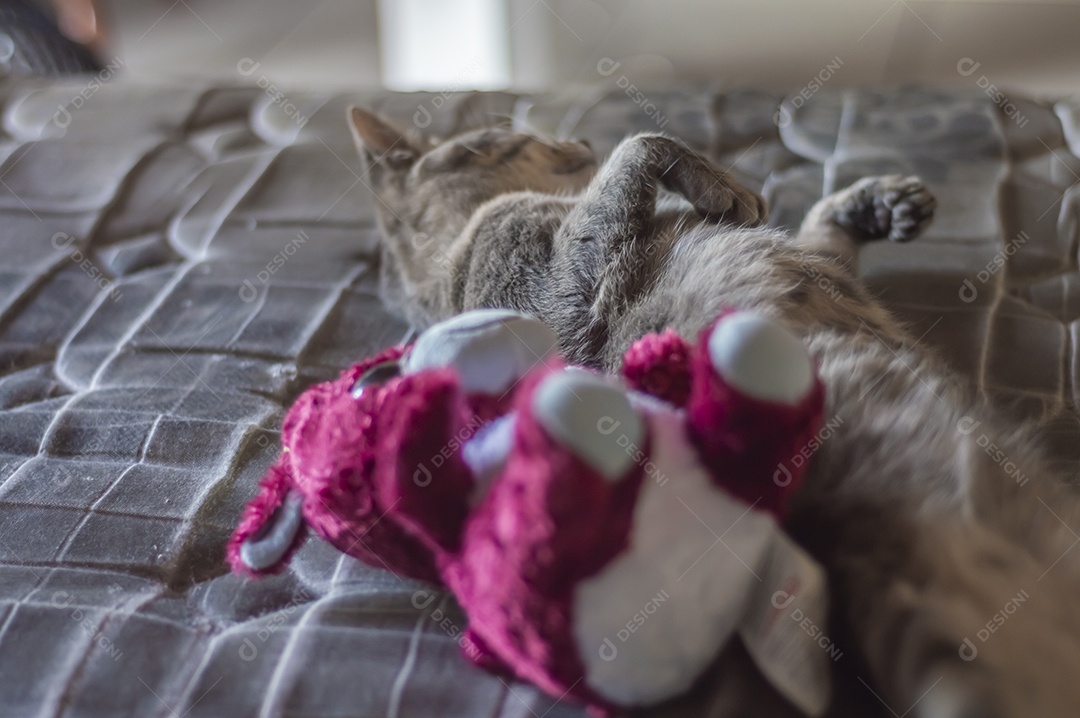 Gato cinzento dormindo com um ursinho de pelúcia, gato cansado deitado em uma cama, conceito de animal de estimação.