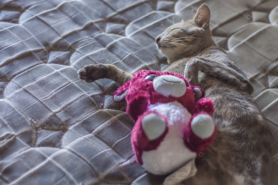 Gato cinzento dormindo com um ursinho de pelúcia, gato cansado deitado em uma cama, conceito de animal de estimação.