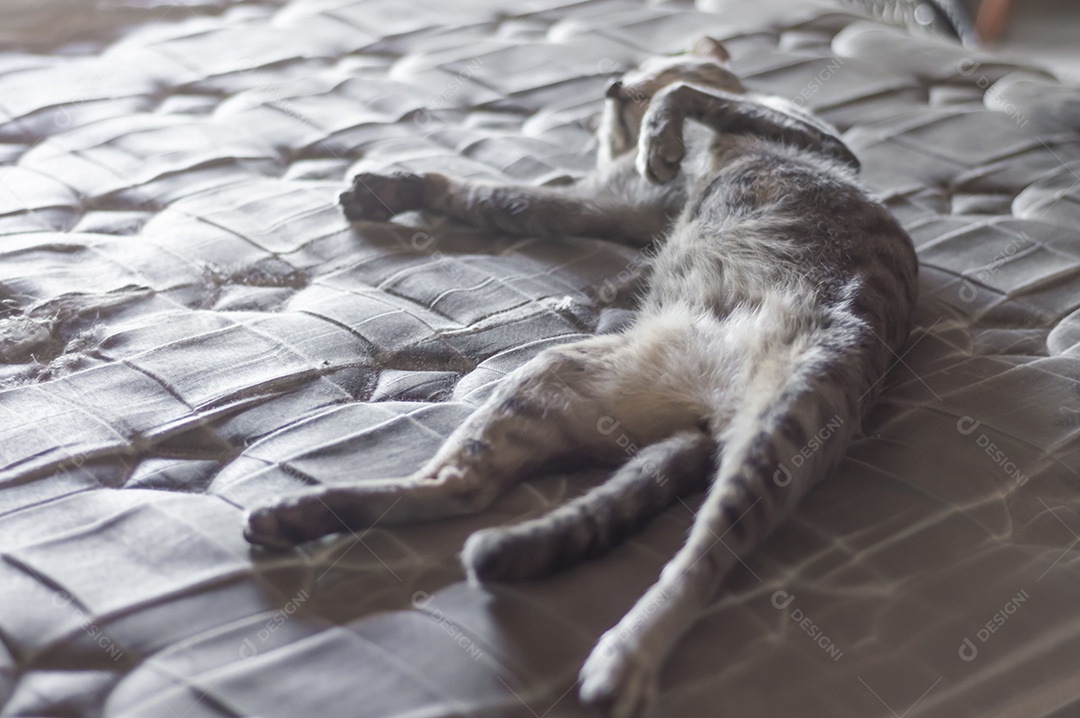 Gato cinzento dormindo com um ursinho de pelúcia, gato cansado deitado em uma cama, conceito de animal de estimação.