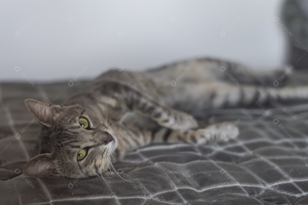 Gato cinzento dormindo com um ursinho de pelúcia, gato cansado deitado em uma cama, conceito de animal de estimação.