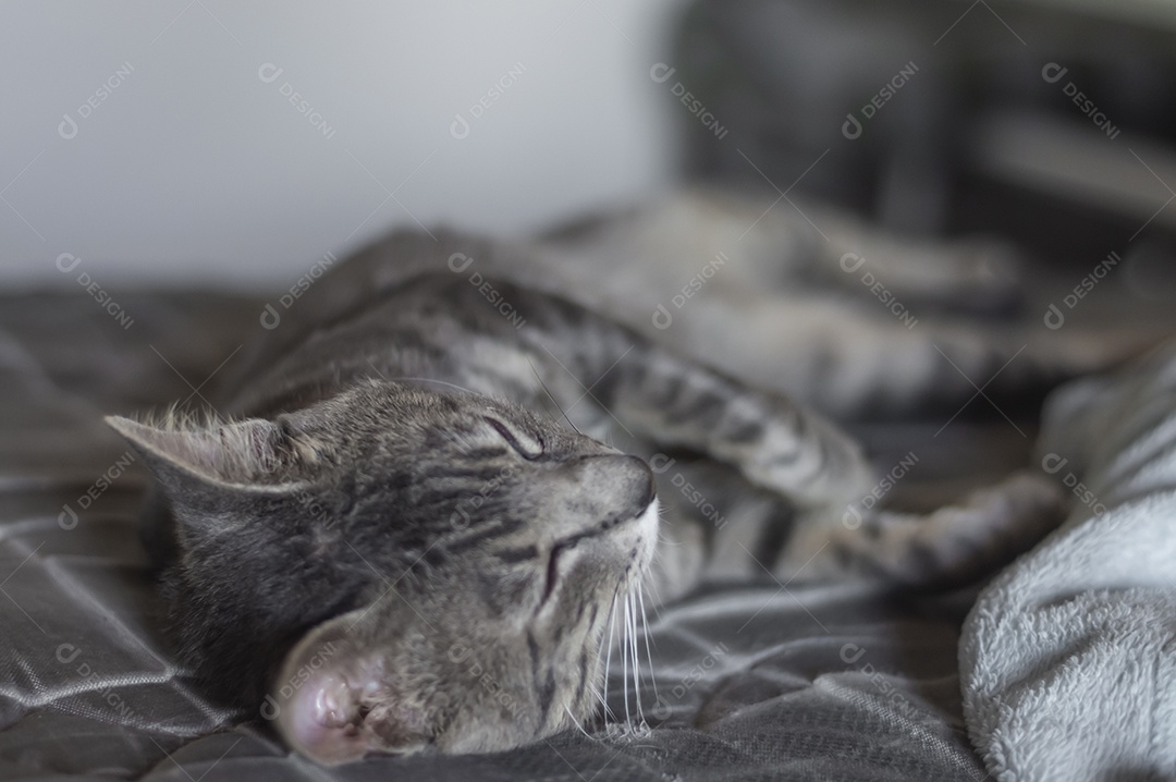 Gato cinzento dormindo com um ursinho de pelúcia, gato cansado deitado em uma cama, conceito de animal de estimação.