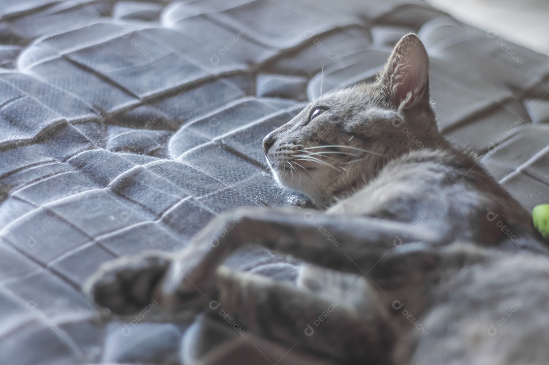 Gato cinzento dormindo com um ursinho de pelúcia, gato cansado deitado em uma cama, conceito de animal de estimação.