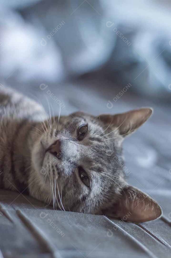 Gato cinzento dormindo com um ursinho de pelúcia, gato cansado deitado em uma cama, conceito de animal de estimação.