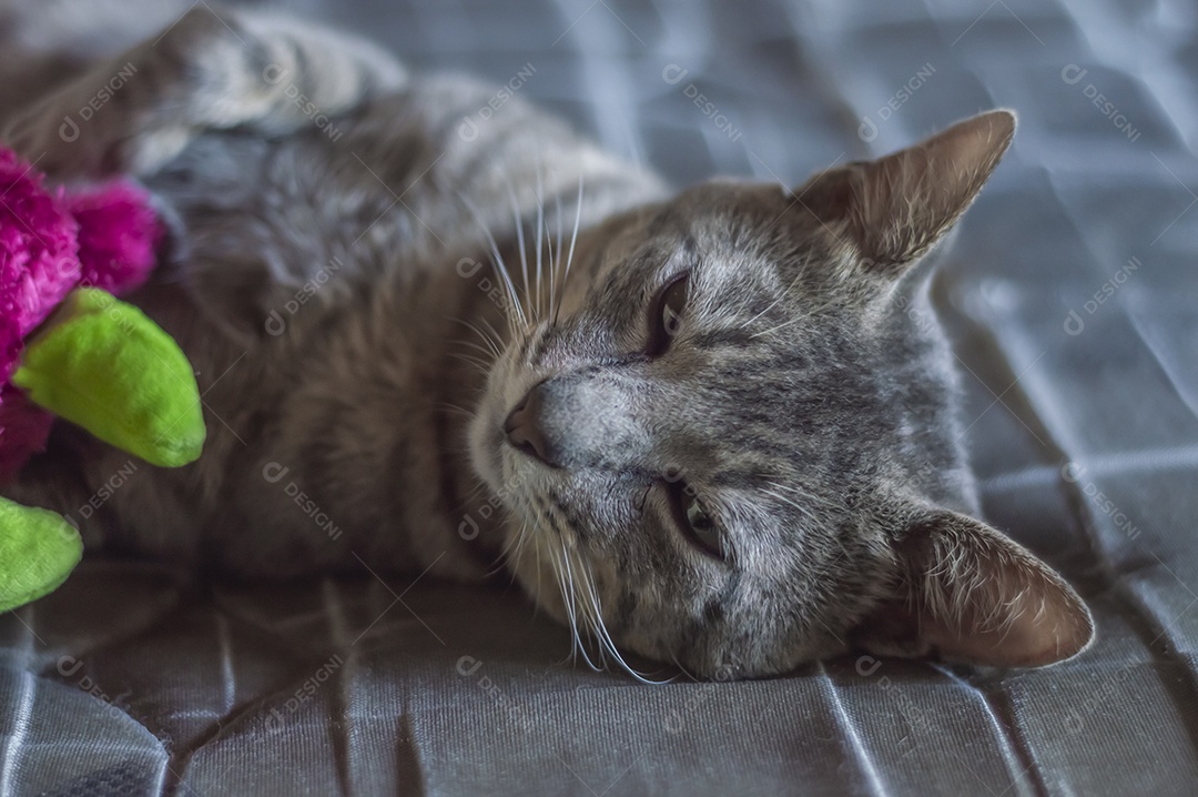 Gato cinzento dormindo com um ursinho de pelúcia, gato cansado deitado em uma cama, conceito de animal de estimação.