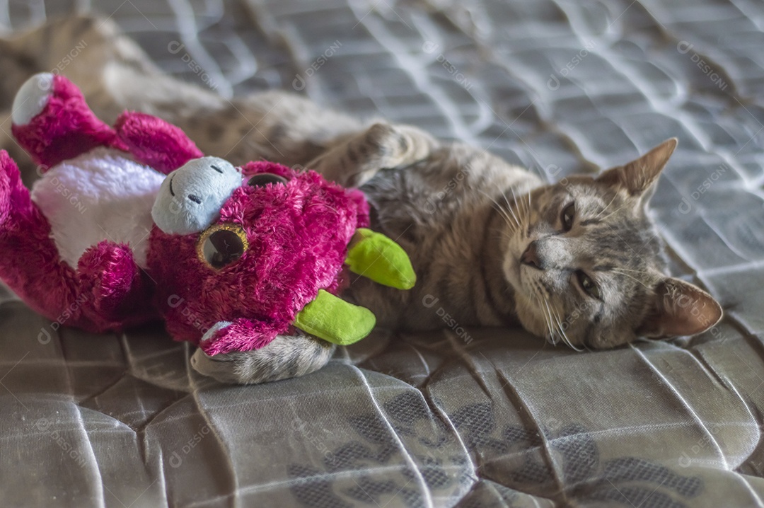 Gato cinzento dormindo com um ursinho de pelúcia, gato cansado deitado em uma cama, conceito de animal de estimação.