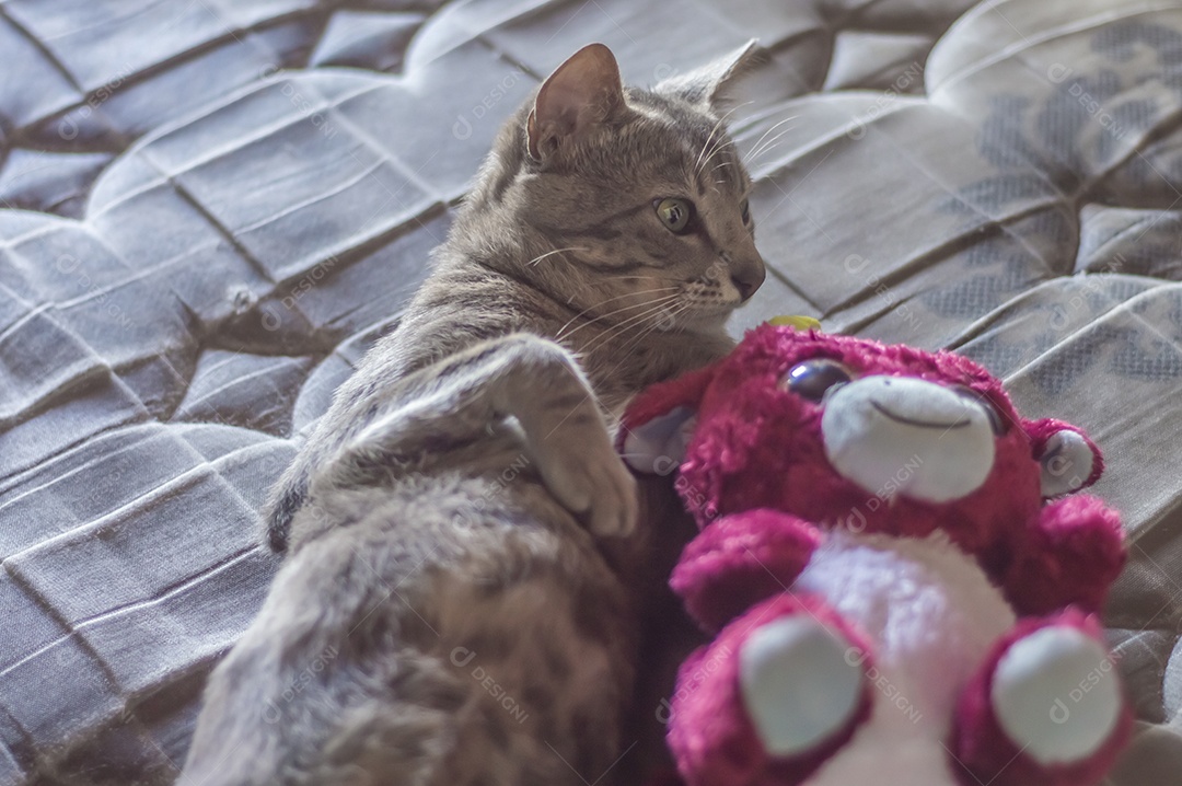 Gato cinzento dormindo com um ursinho de pelúcia, gato cansado deitado em uma cama, conceito de animal de estimação.