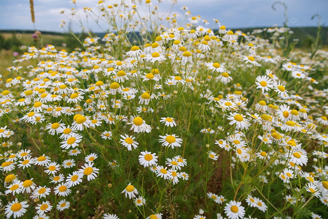 Lindas flores em um campo