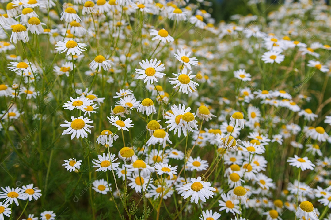 Lindas flores em um campo