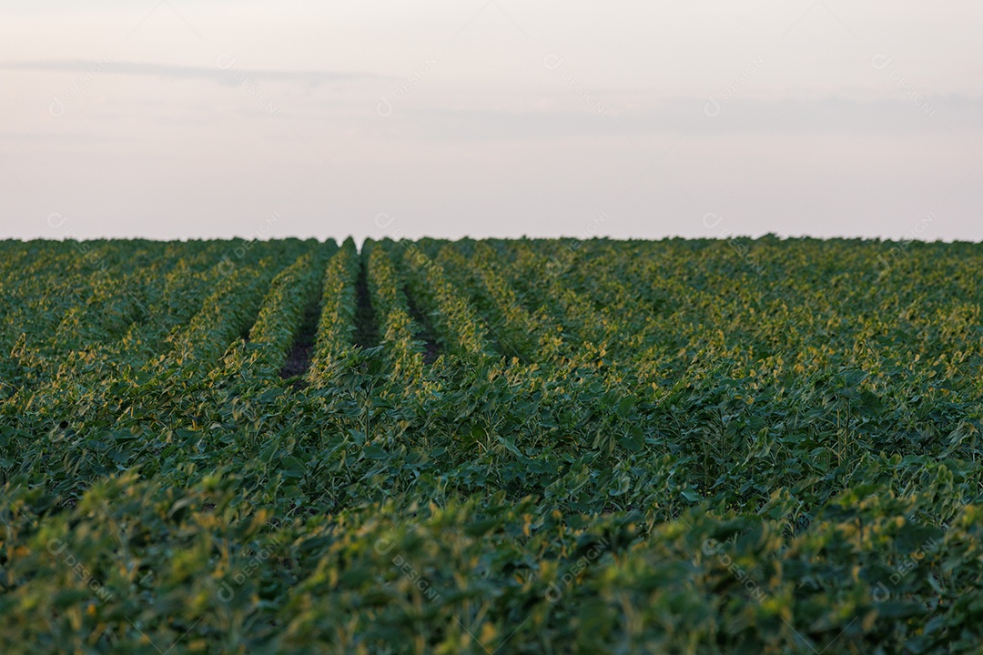 Campo de plantação por do sol