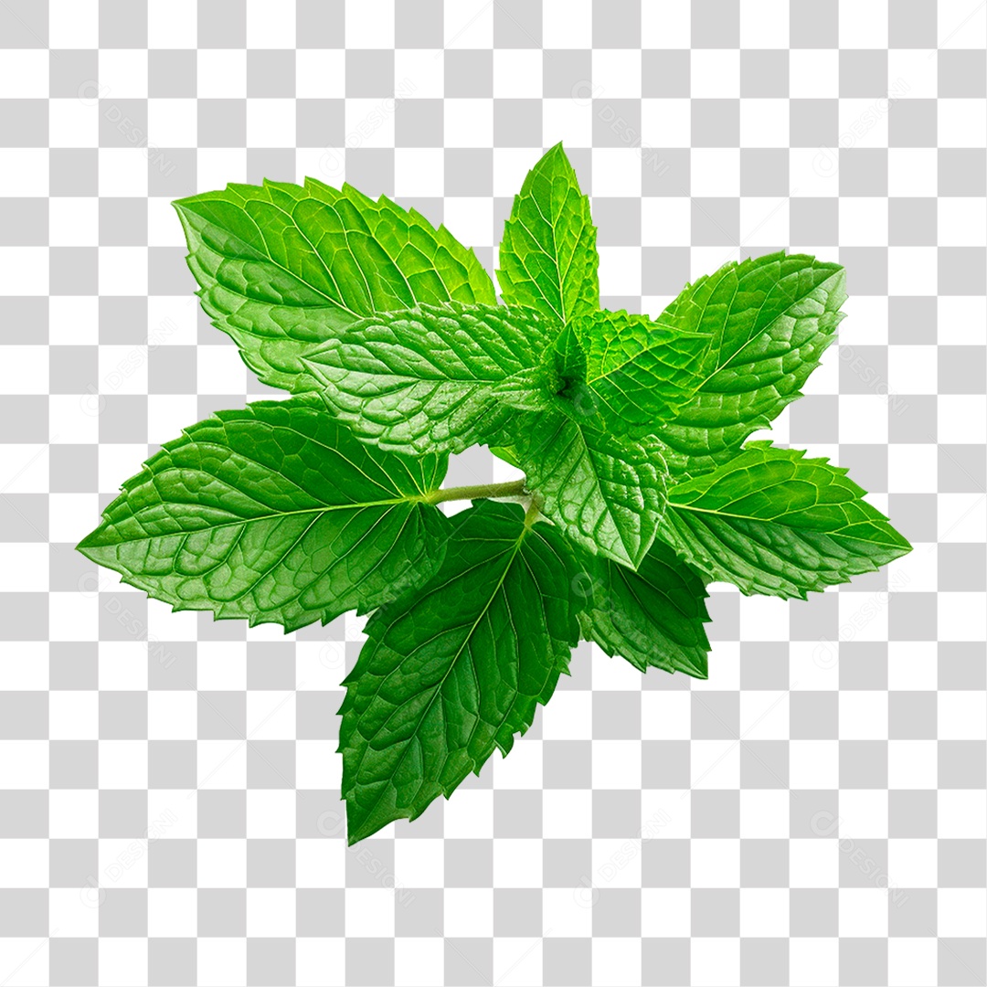 Hortelã PNG Transparente
