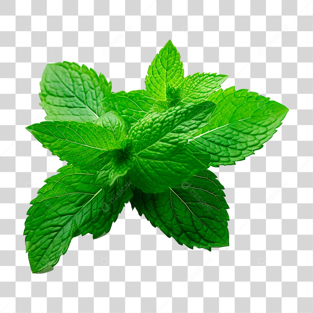 Hortelã PNG Transparente