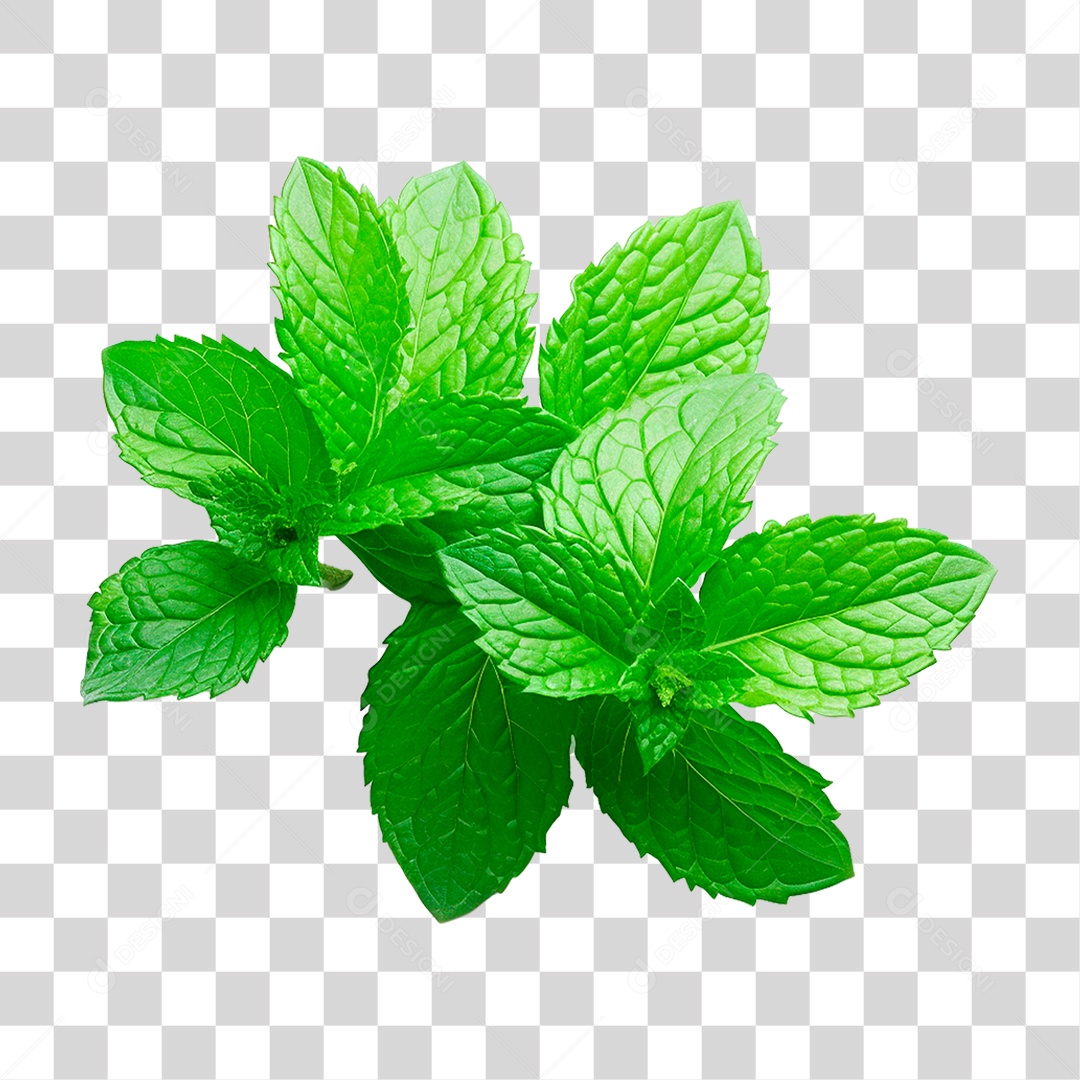 Hortelã PNG Transparente