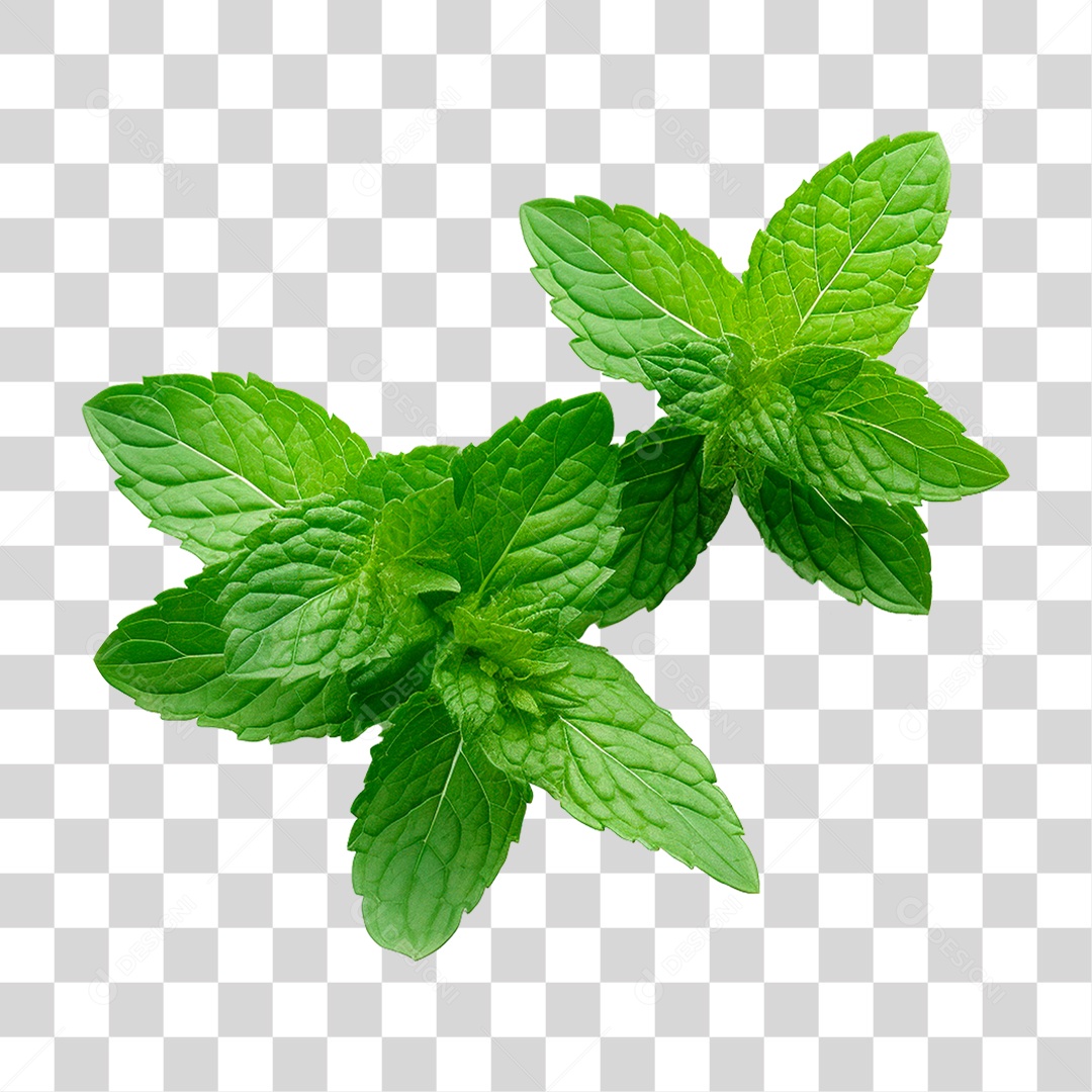 Hortelã PNG Transparente