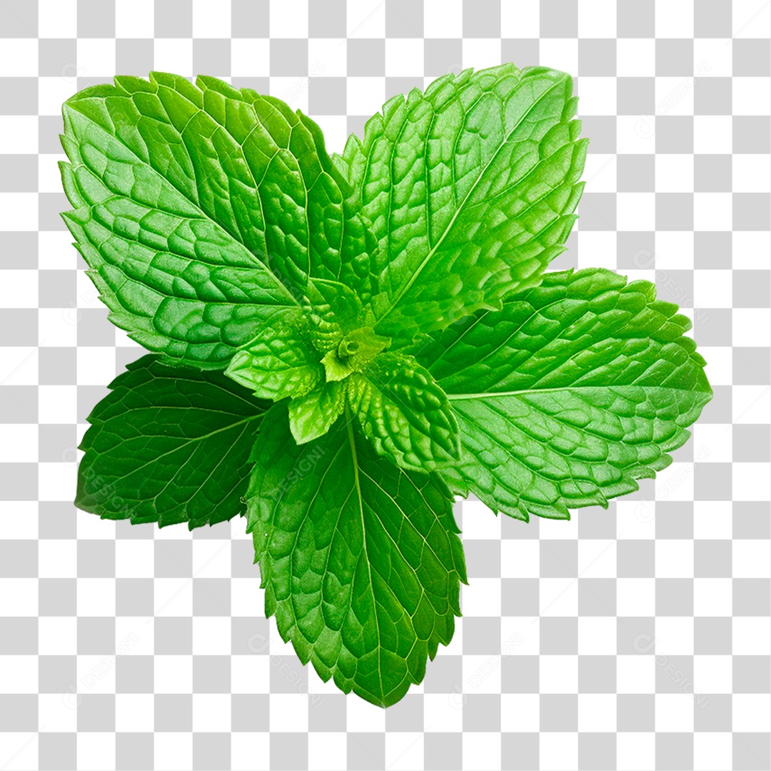 Hortelã PNG Transparente