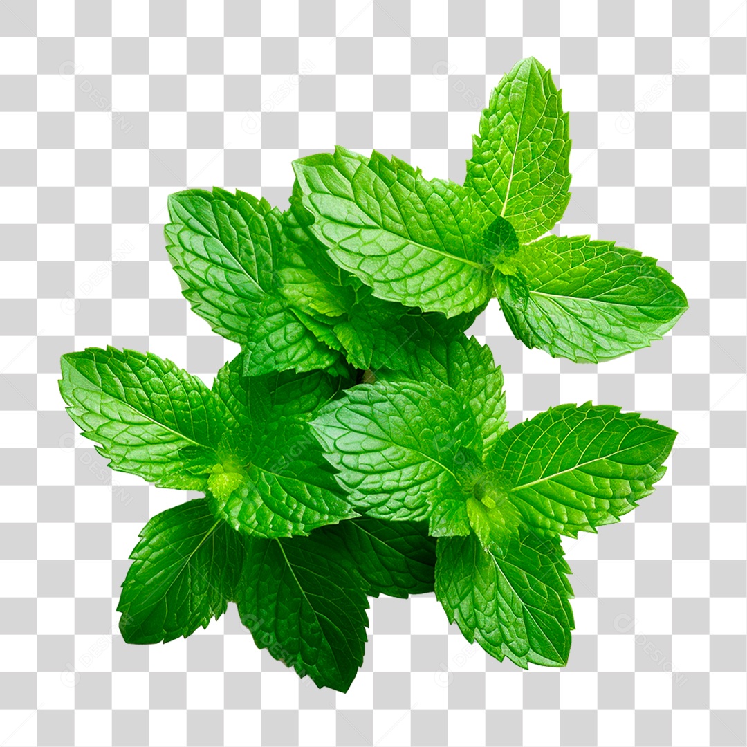 Hortelã PNG Transparente