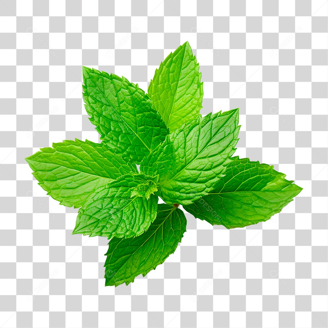 Hortelã PNG Transparente