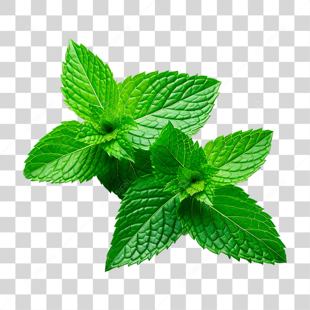 Hortelã PNG Transparente