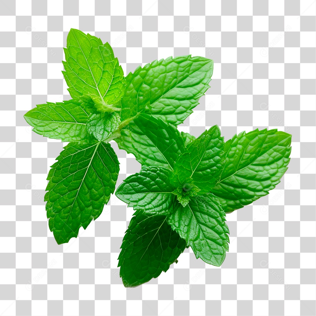 Hortelã PNG Transparente