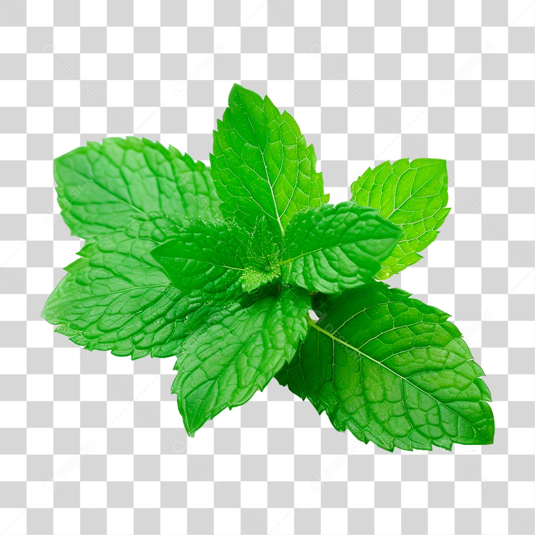 Hortelã PNG Transparente