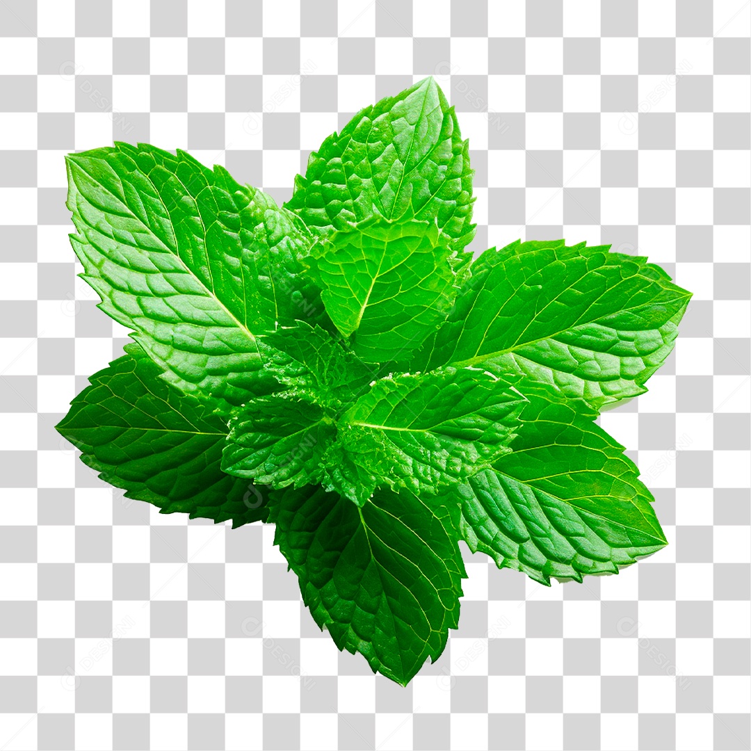 Hortelã PNG Transparente