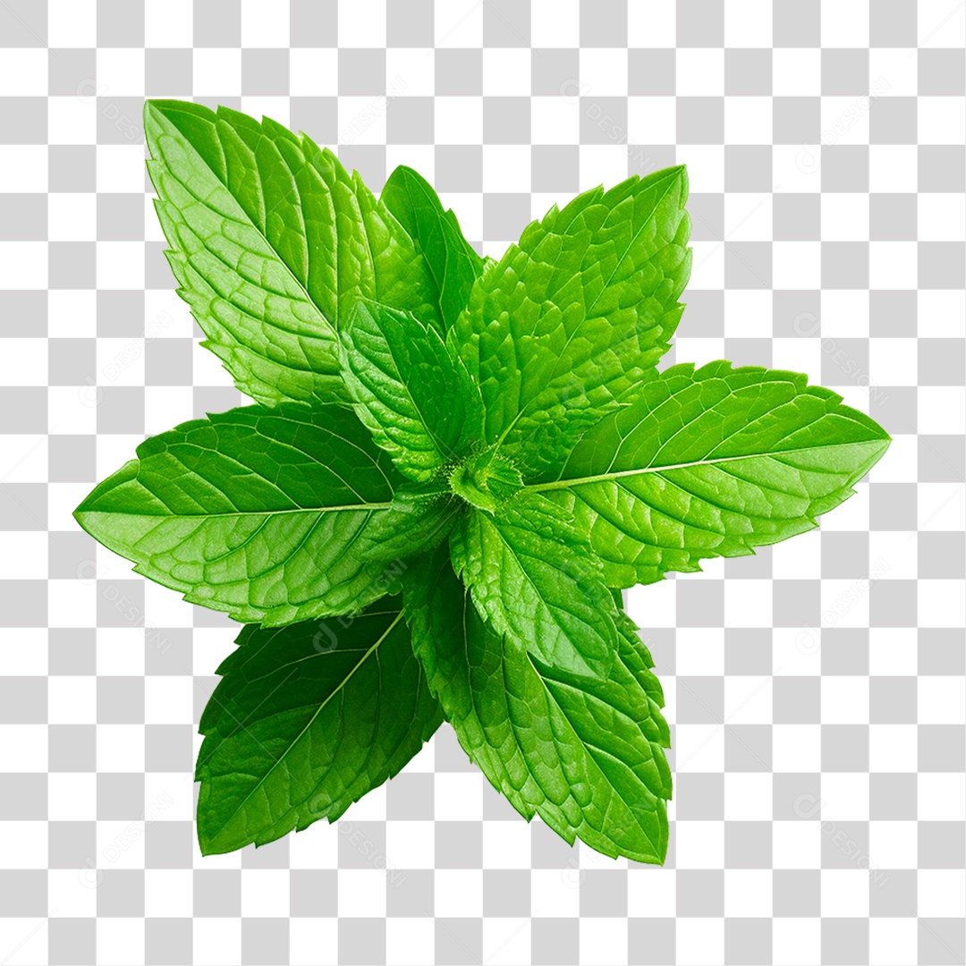 Hortelã PNG Transparente