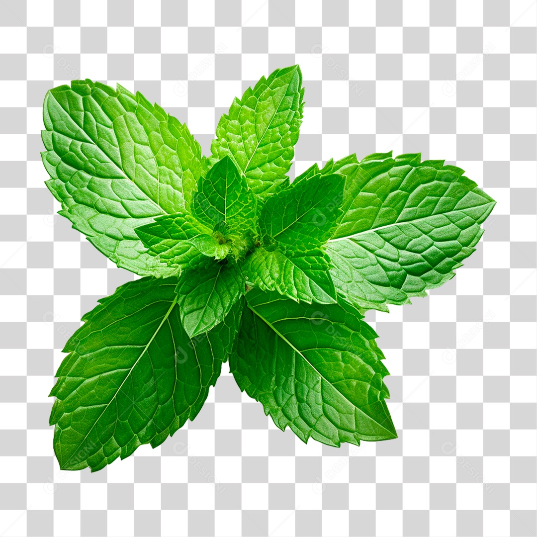 Hortelã PNG Transparente
