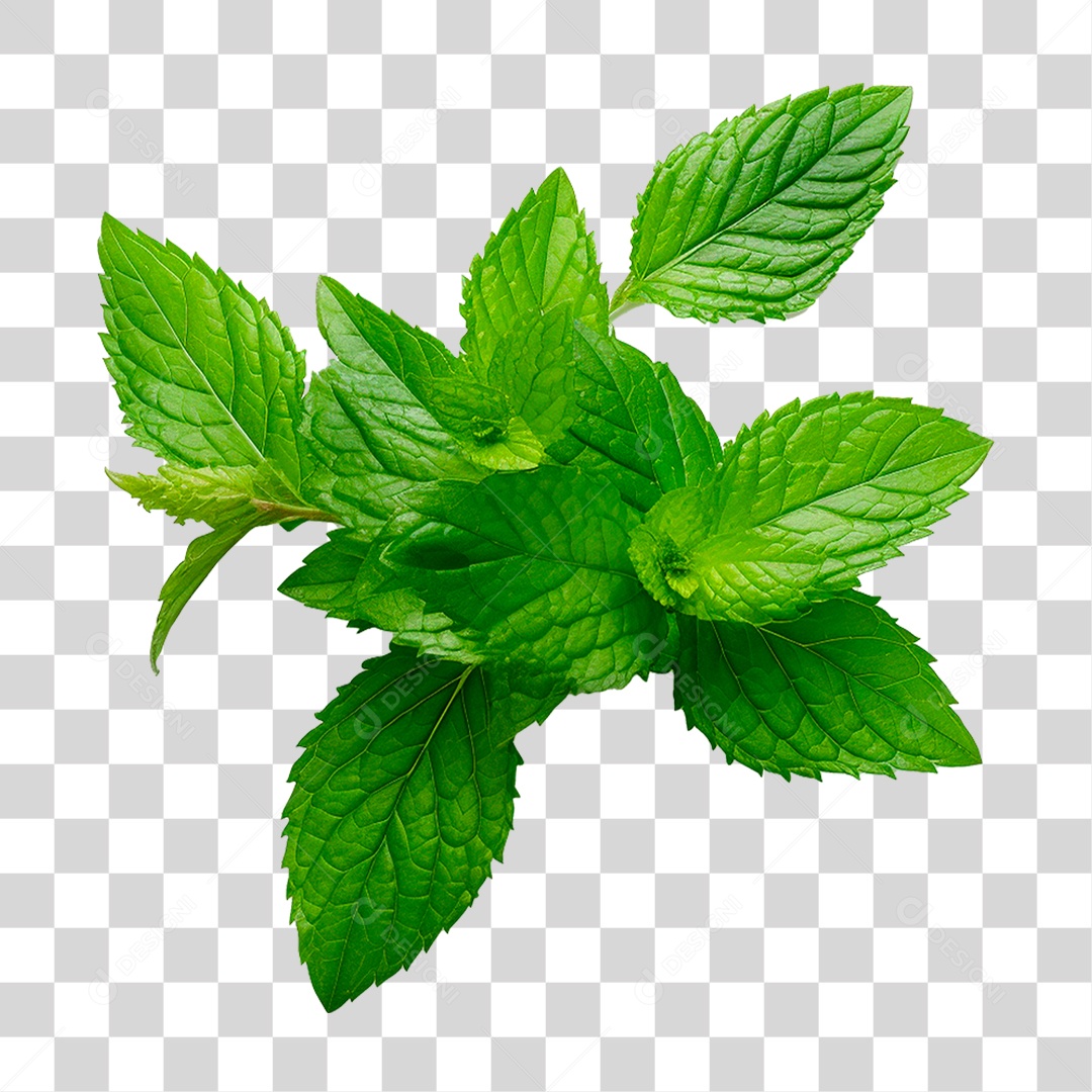 Hortelã PNG Transparente