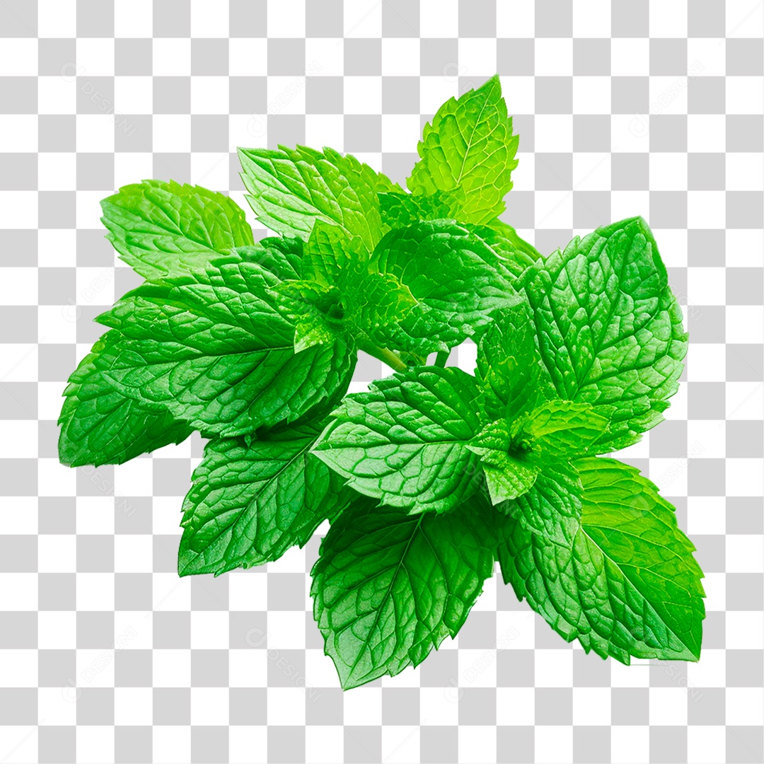 Hortelã PNG Transparente