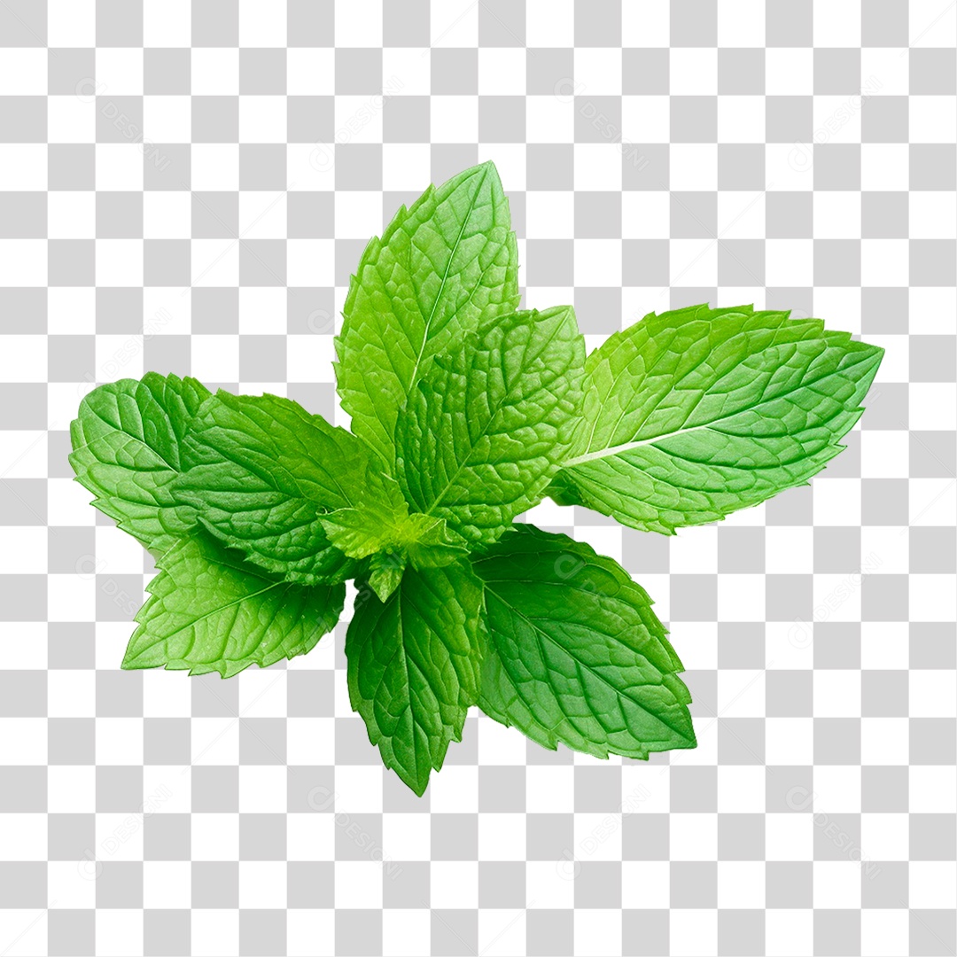 Hortelã PNG Transparente
