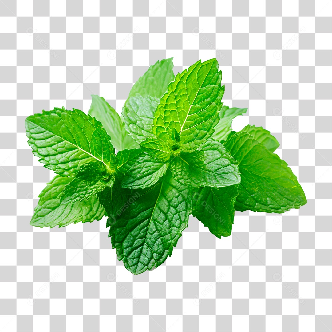 Hortelã PNG Transparente