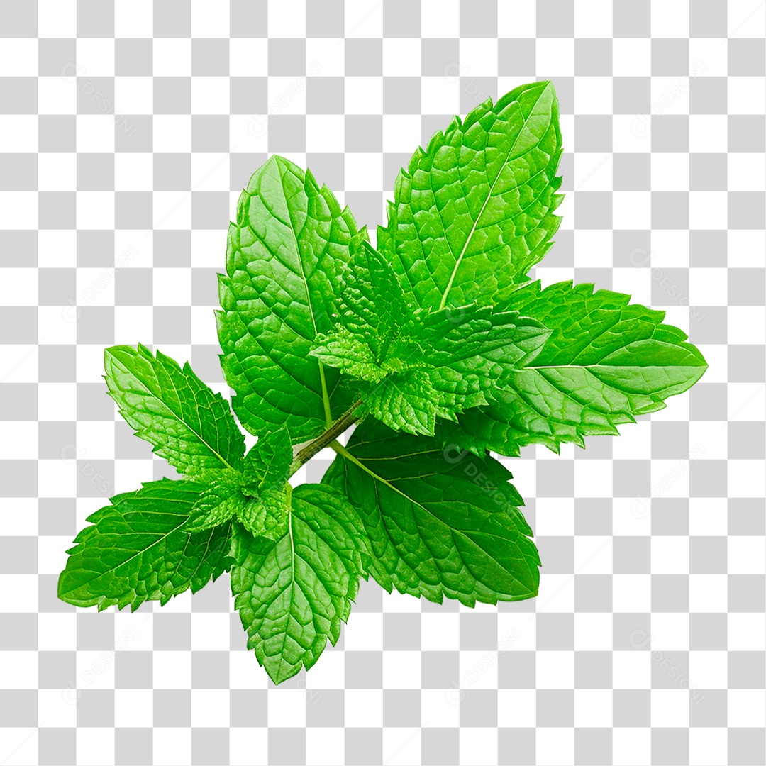 Hortelã PNG Transparente