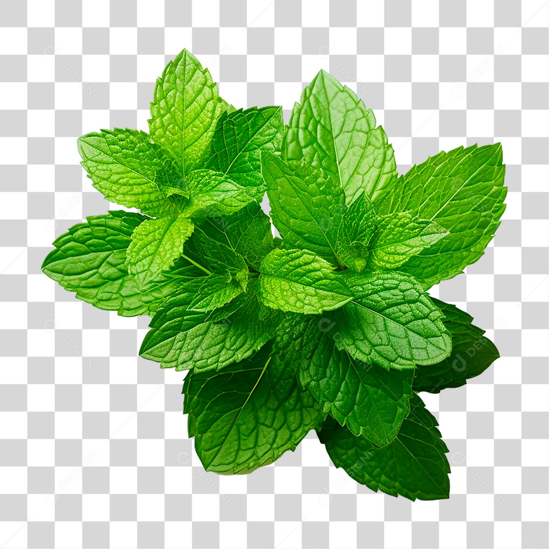 Hortelã PNG Transparente