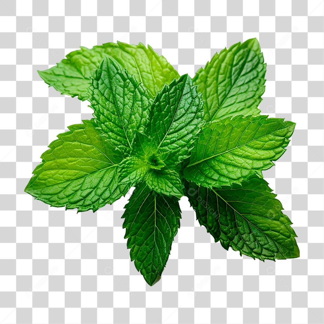 Hortelã PNG Transparente