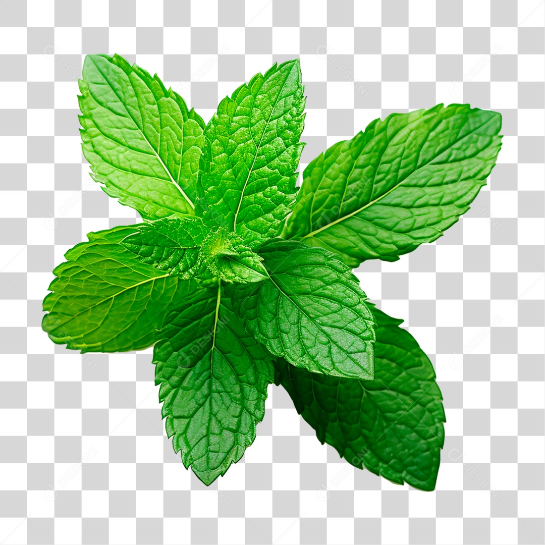 Hortelã PNG Transparente