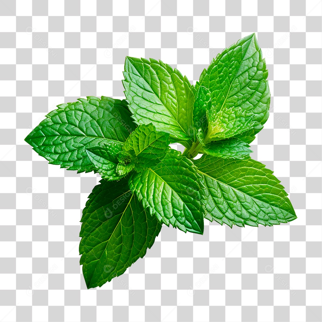 Hortelã PNG Transparente