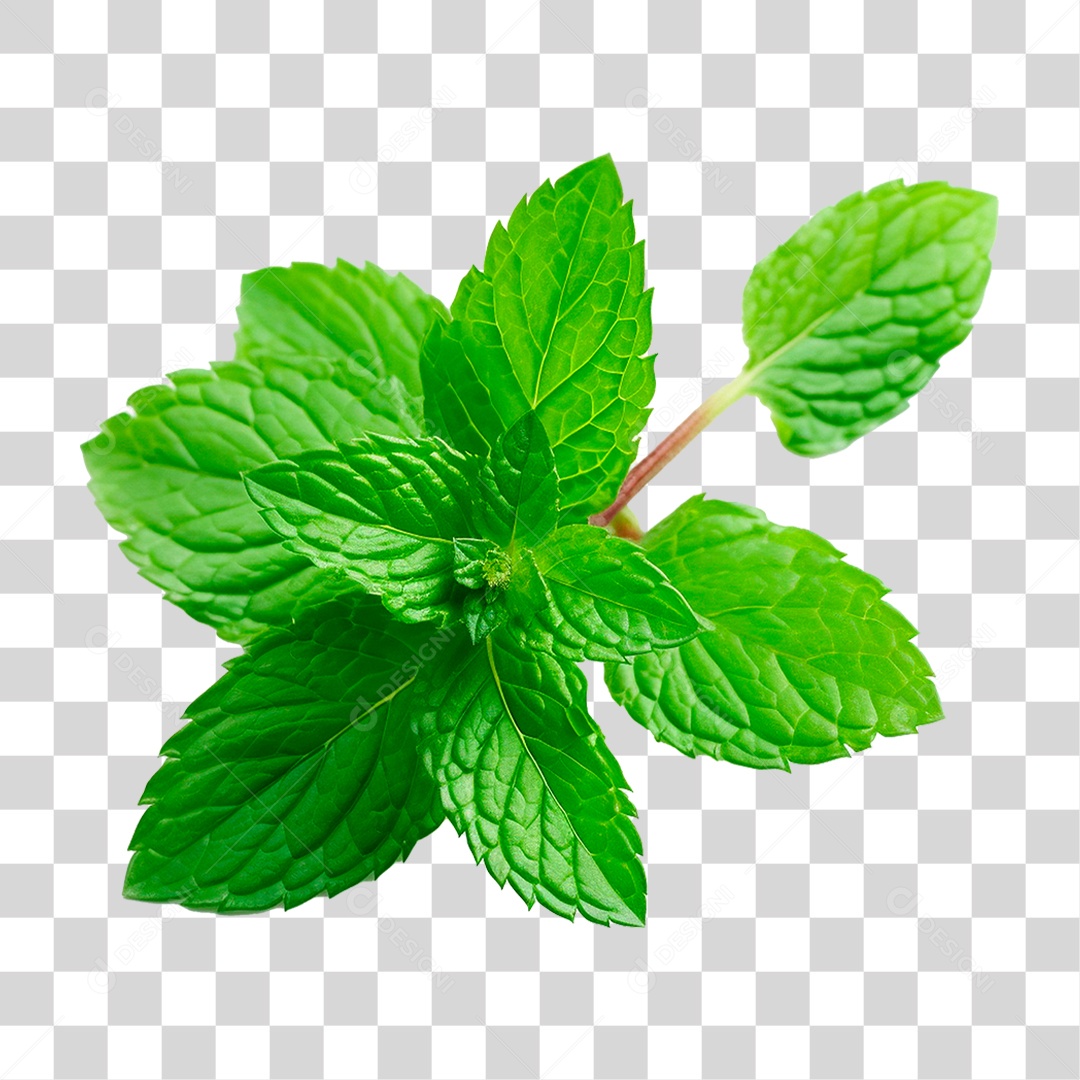 Hortelã PNG Transparente