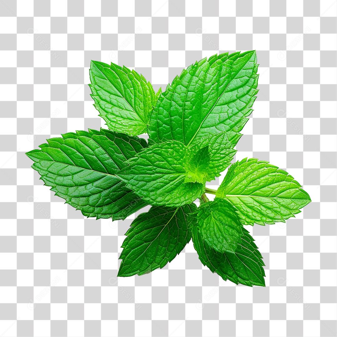 Hortelã PNG Transparente