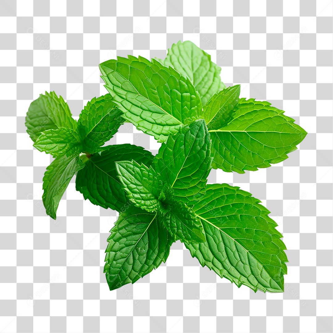 Hortelã PNG Transparente